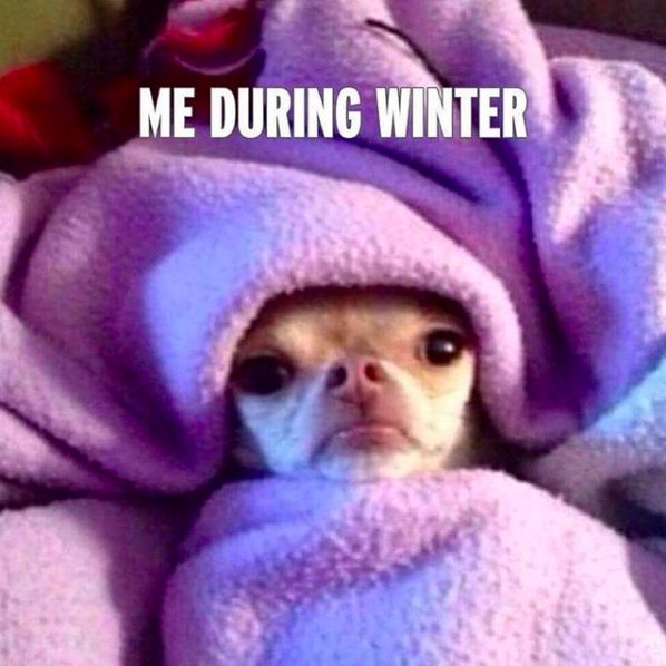 me during winter: chihuahua wrapped in purple blanket