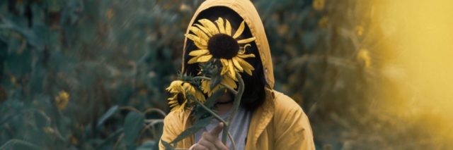 person covering face with sunflower in field