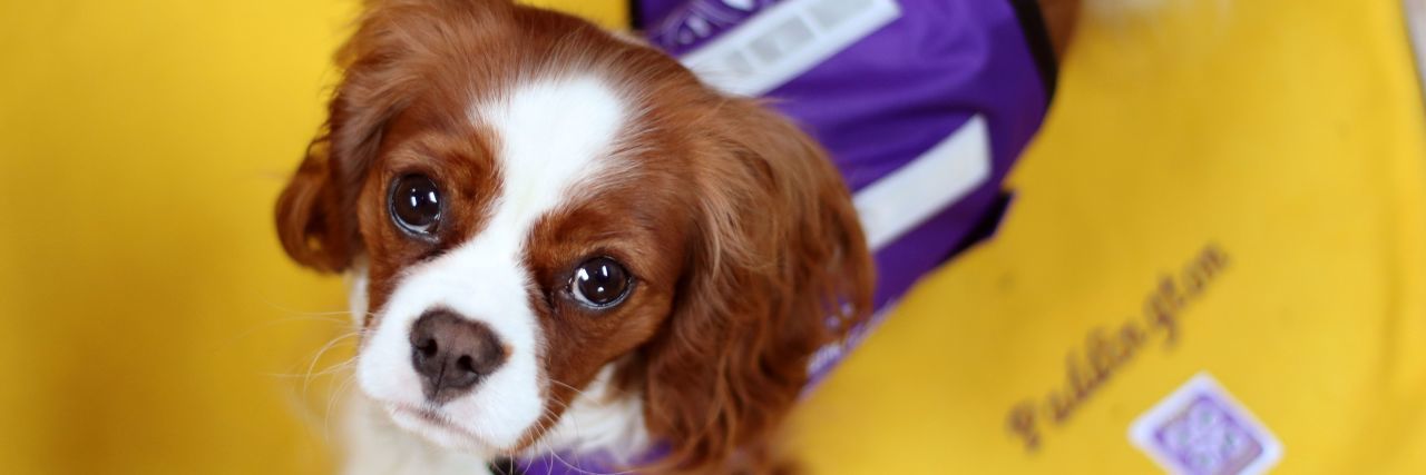 Training a Service Dog to Assist During Hallucinations Paddington the Cavalier King Charles Spaniel wearing his purple service dog vest.
