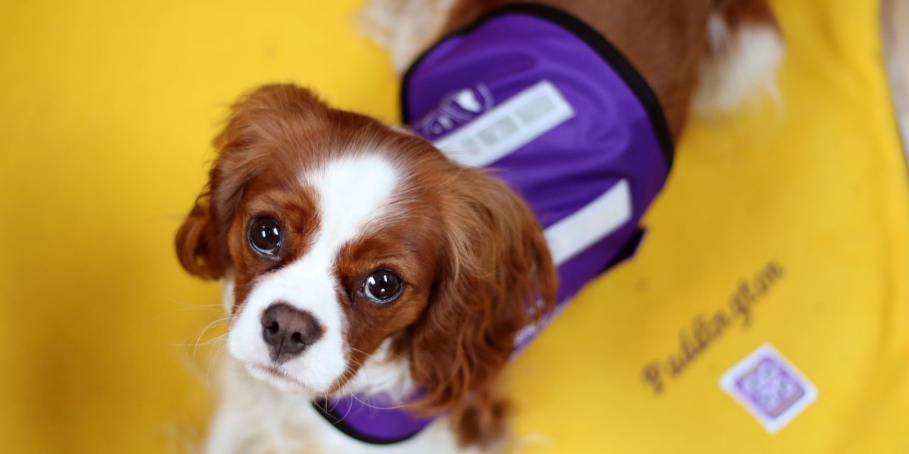 are cavalier king charles spaniels therapy dogs