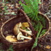 Basket with mushrooms and fern leaf in forest.