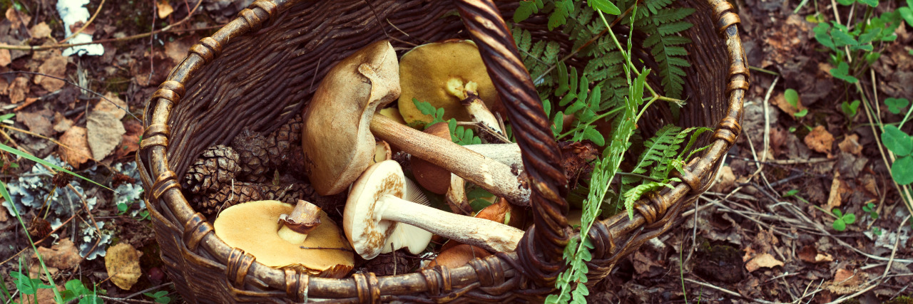 Accepting Uncertainty in My Life With Chronic Pain Basket with mushrooms and fern leaf in forest.