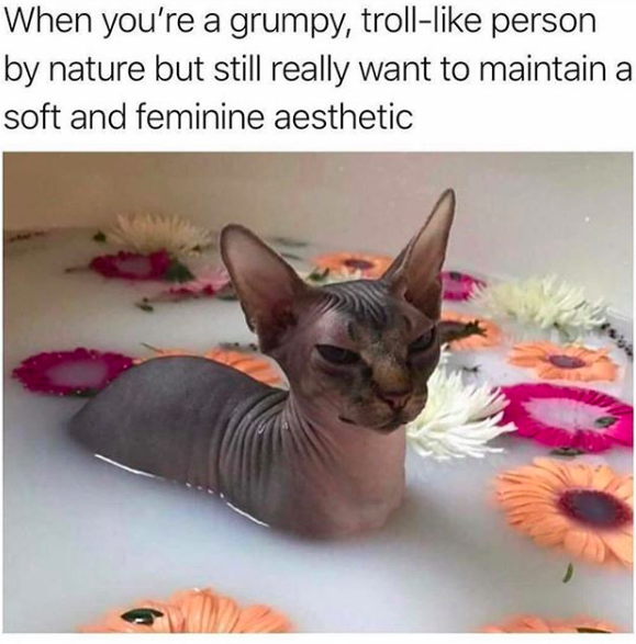 meme text: when you're a grumpy, troll-like person by nature but still really want to maintain a soft and feminine aesthetic. Image: Grumpy hairless cat in bathtub with flower petals in it