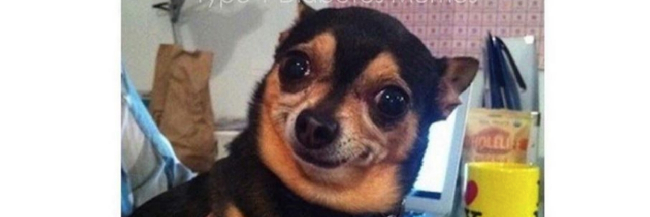 21 Memes About Diabetes That Will Make You Laugh dog smiling when youa rehaving low blood sugar and you are really irritated but you are trying to keep it together