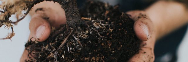 close up photo of hands holding soil and plant with roots showing