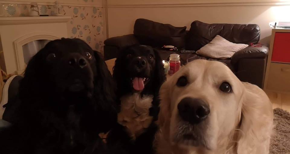 three large dogs looking at the camera