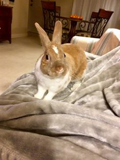 orange and white bunny sitting on a blanket