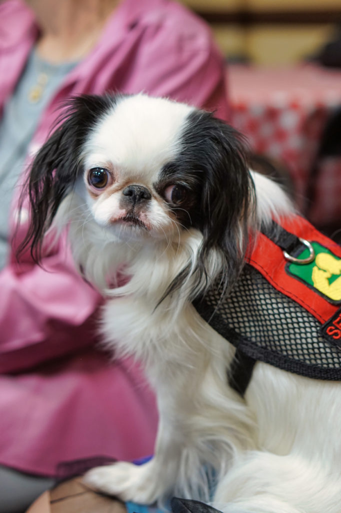 A small black and white dog looks cutely into the camera. The dog is wearing a red service dog vest, and has big googley eyes and a smushed nose.