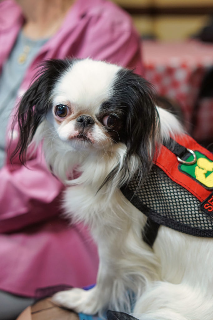 Small breed service store dogs