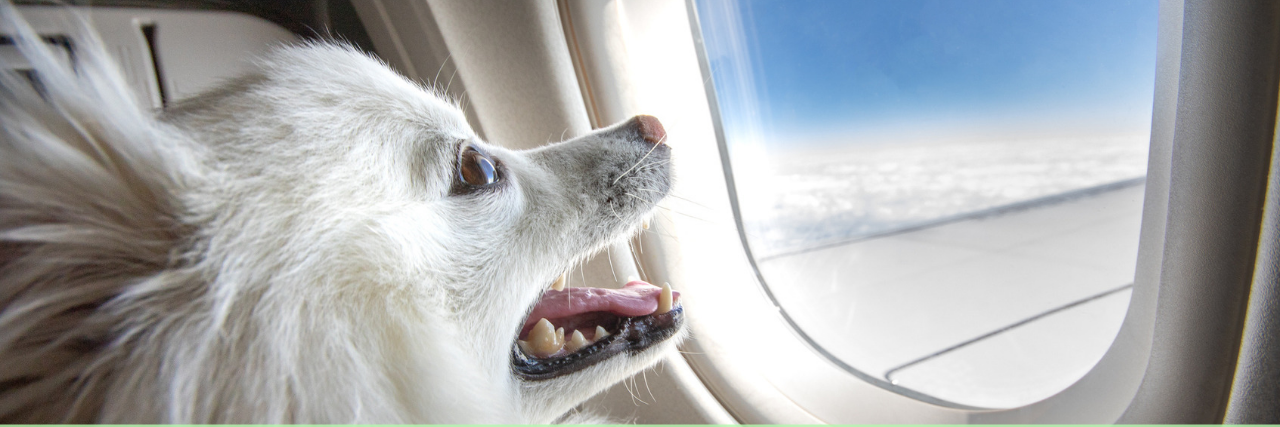 How to Fly With an Emotional Support Animal on Major U.S. Airlines