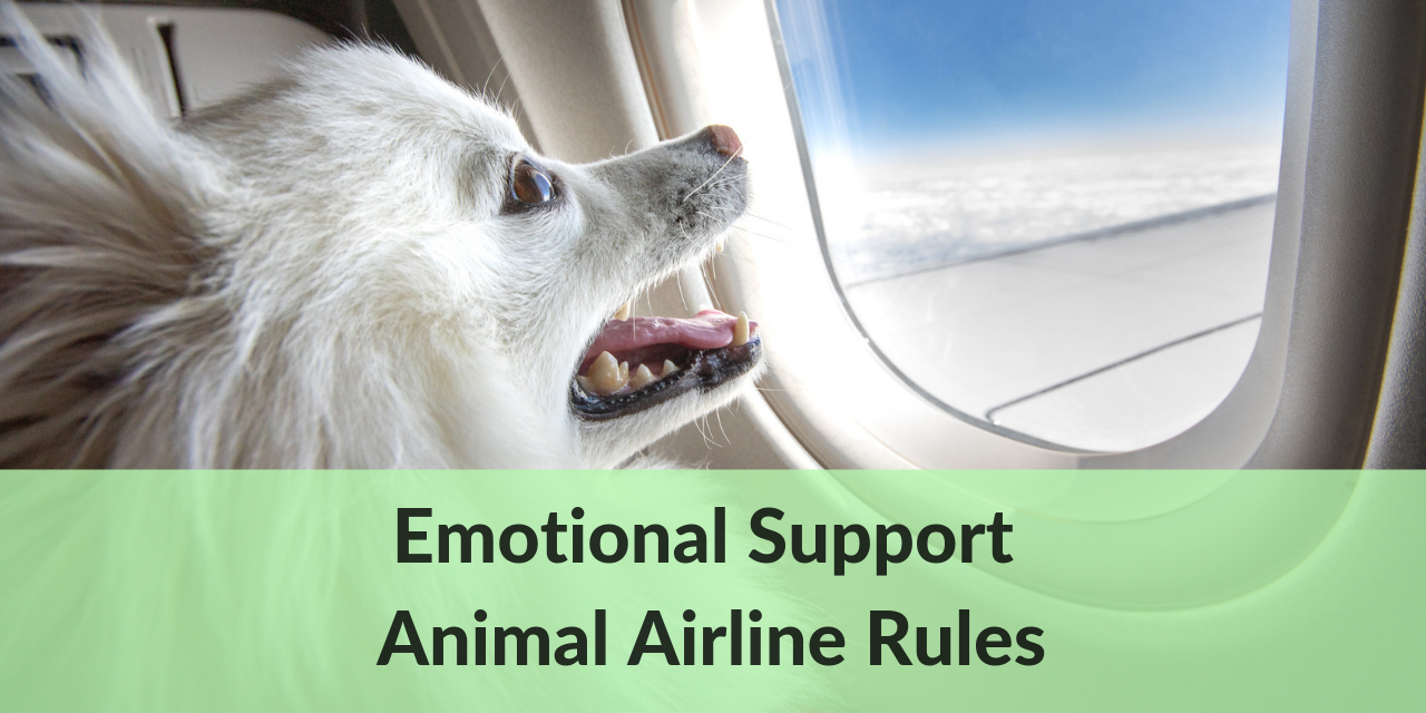 spirit airlines service animal