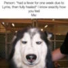 Husky with words "Personn: had a fever for one week due to lyme then fully healed" i know exactly how you feel