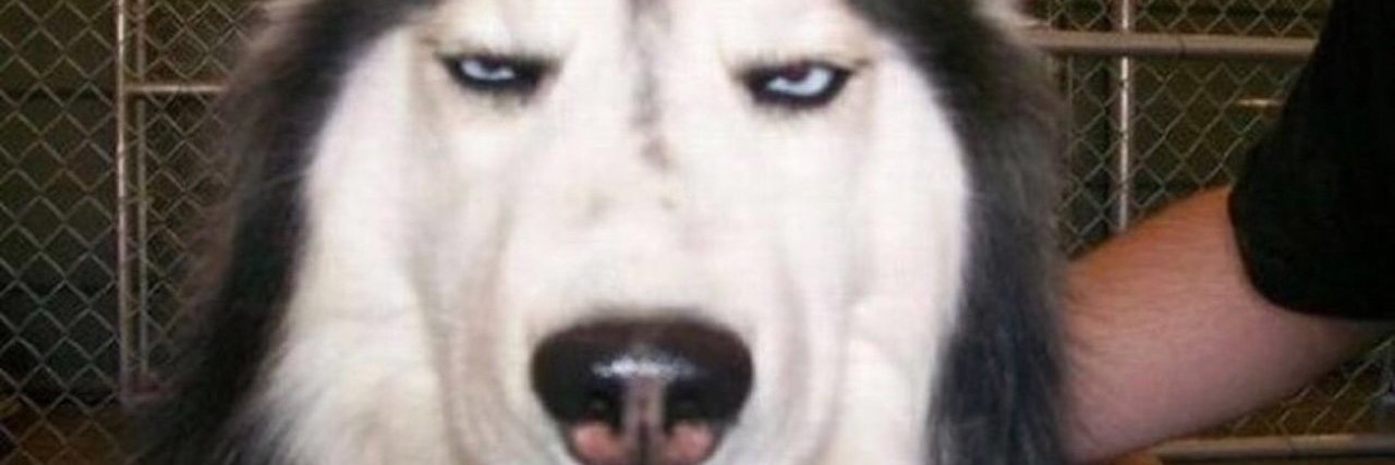 18 Memes That Describe What It's Like Having Lyme Disease Husky with words "Personn: had a fever for one week due to lyme then fully healed" i know exactly how you feel