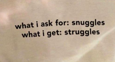 meme text: What i ask for: snuggles. What I get: struggles