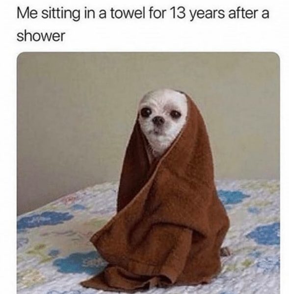 me sitting in a towel for 13 years after a shower: dog wrapped in hand towel