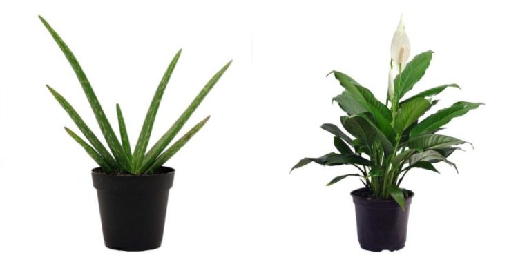 aloe and lily in a plant pot