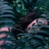 photo of sleeping woman partially hidden by fern leaves