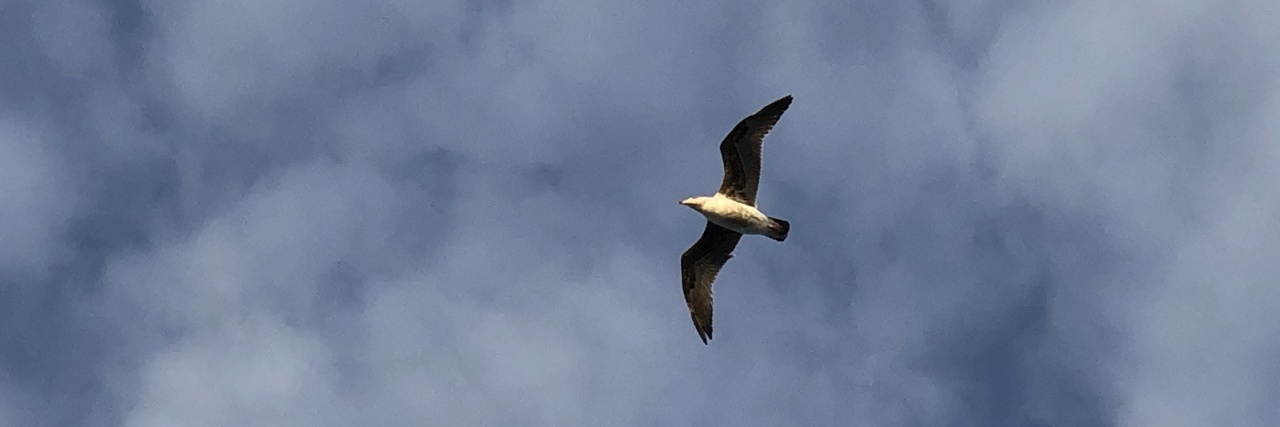 Redefining Independence After Becoming Disabled Seagull in a blue sky with clouds.