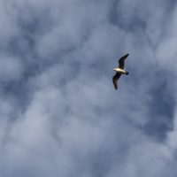 Seagull in a blue sky with clouds.