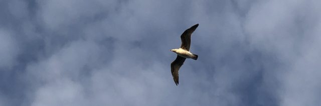 Seagull in a blue sky with clouds.