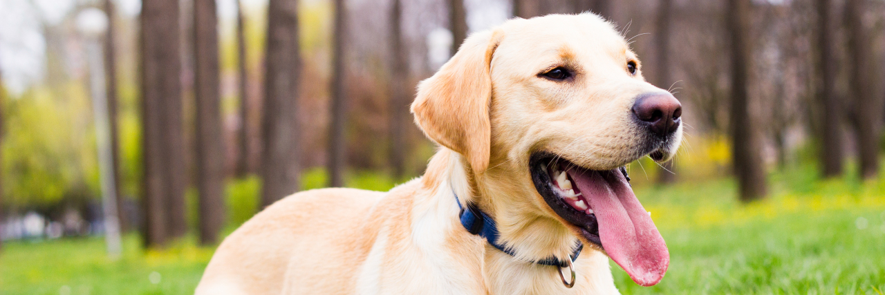 How an Assistance Dog Changed My Life With Epilepsy Labrador retriever dog in the park.