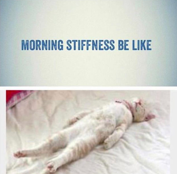 Cat with words "morning stiffness be like"