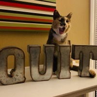 Letters on shelf spelling "Quit" with a yawning cat in the background.