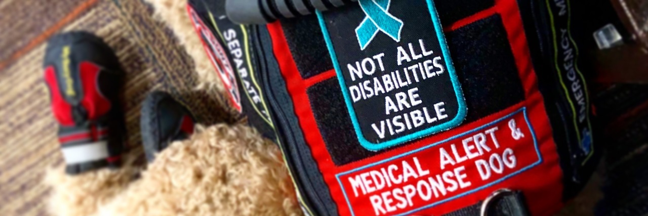 Responding to People Who Think a Service Dog Is Fake