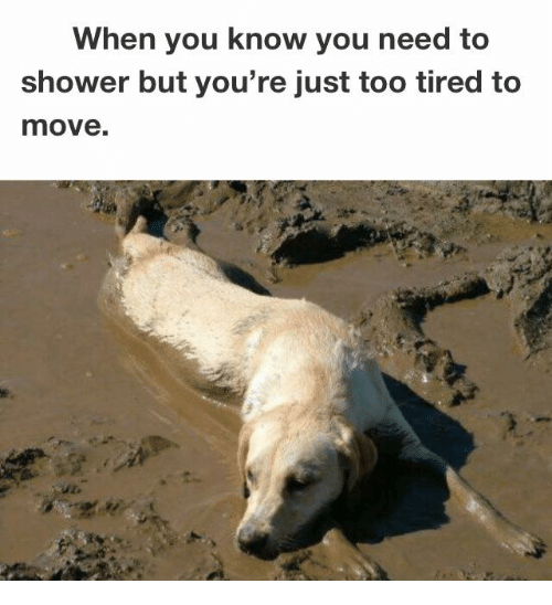 when you know you need to shower but you're just too tired to move: photo of a dog lying in mud