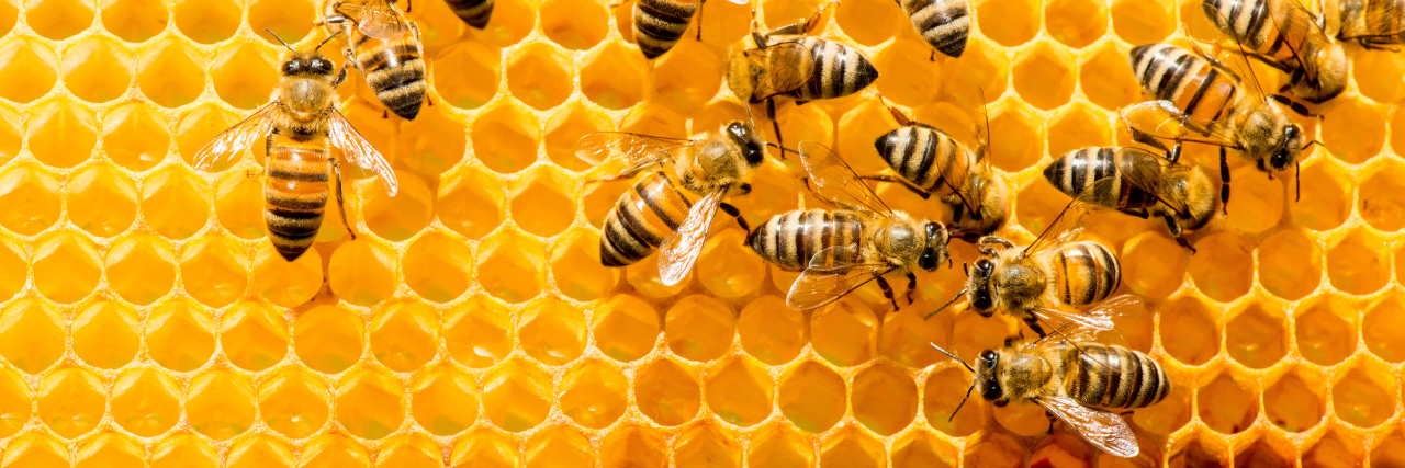 Husband Explains His Asperger's to His Wife as Carrying a Jar of Bees Closeup of bees on honeycomb.