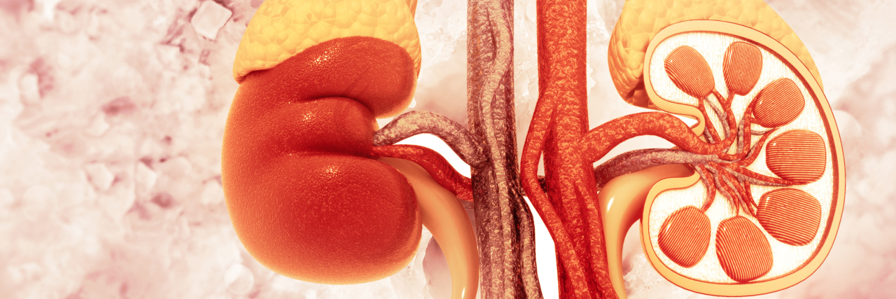 How to Explain the Three Types of Adrenal Insufficiency Human kidney cross section