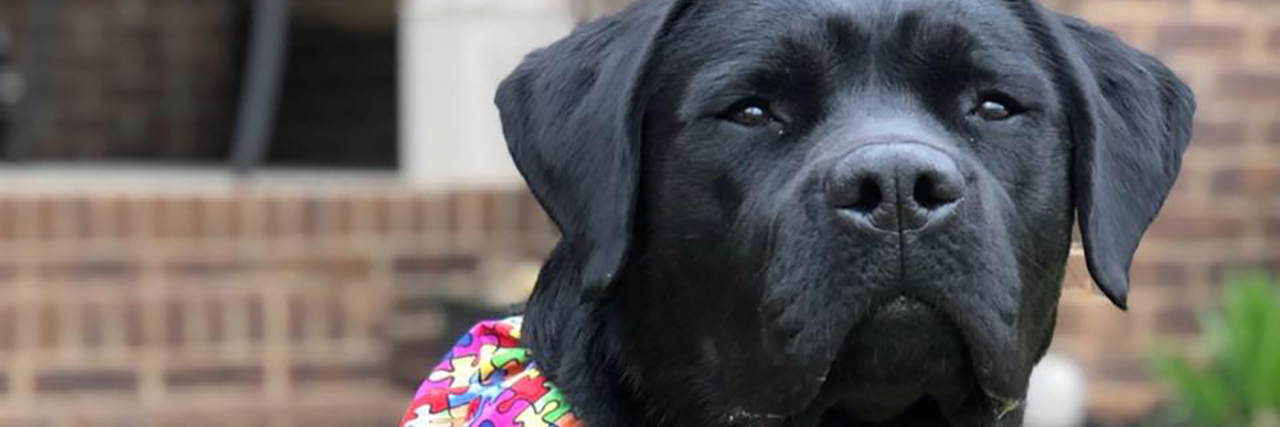 12 Misconceptions About Service Dogs Finn the Labrador Retriever service dog.