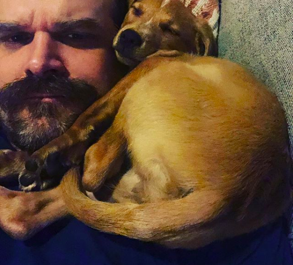 Image of David Harbour with a dog resting on his shoulder