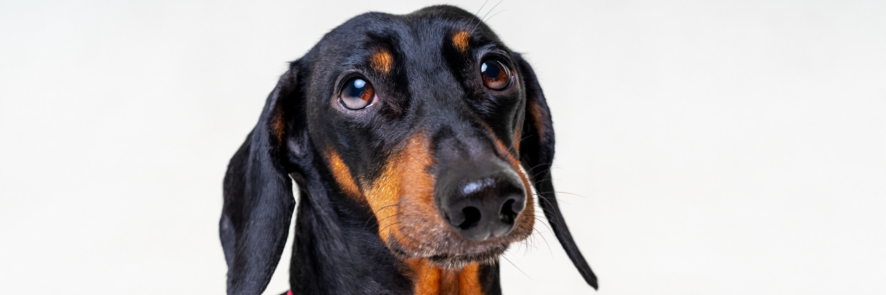 How Lyme Disease Changes You, in GIFs Black and tan dachshund wearing a pink tie.