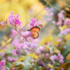 An orange monarch butterfly with pink flowers in the background
