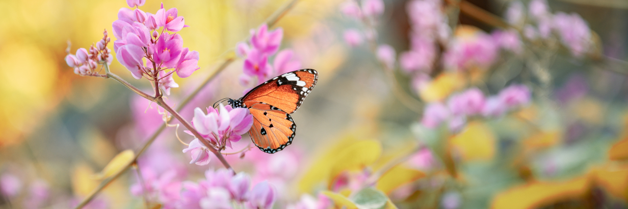 An orange monarch butterfly with pink flowers in the background
