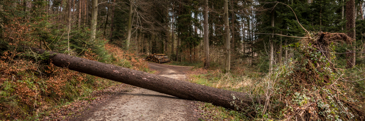 Big tree fallen across path.