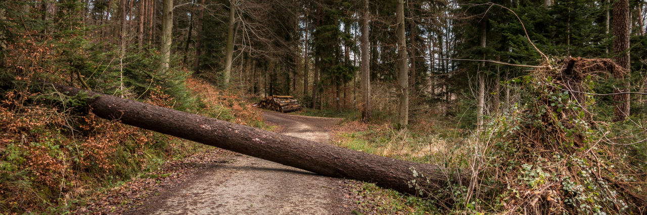 My Milestones Are Different in Life With a Disability Big tree fallen across path.