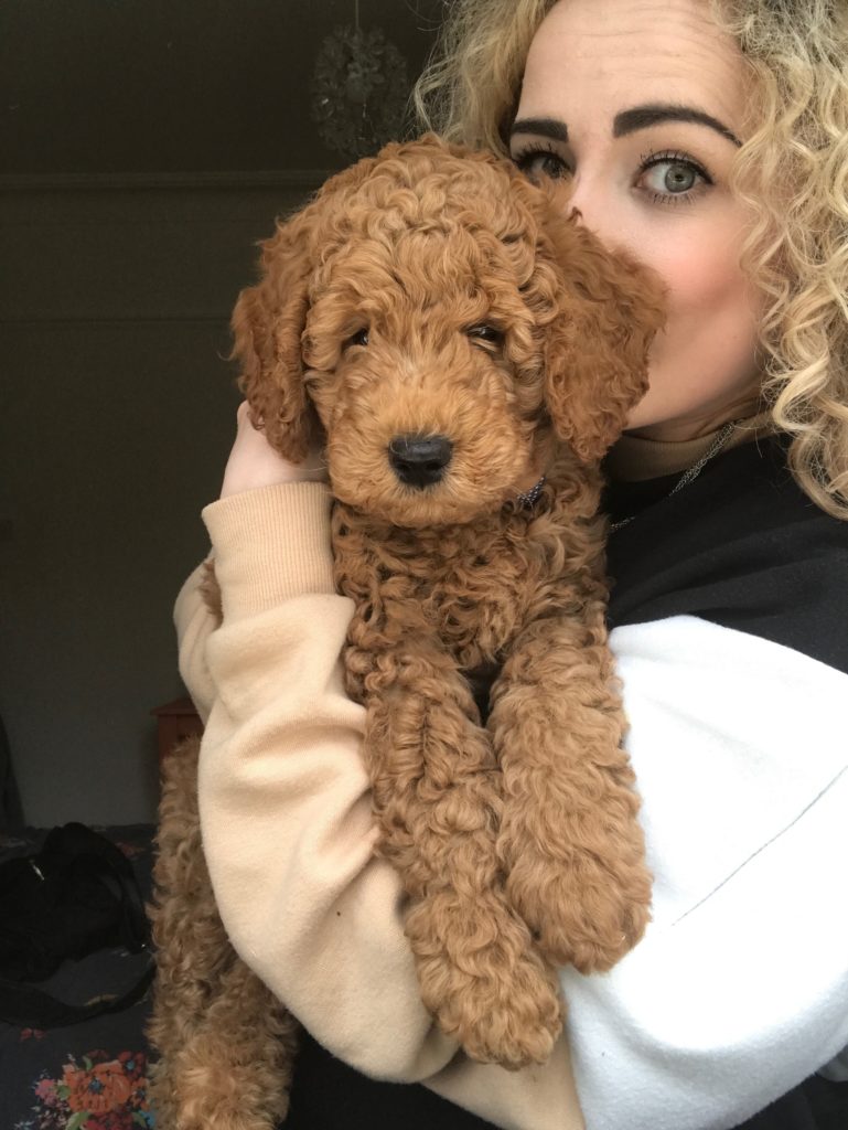 blonde woman posing with goldendoodle (golden retriever and poodle cross) puppy