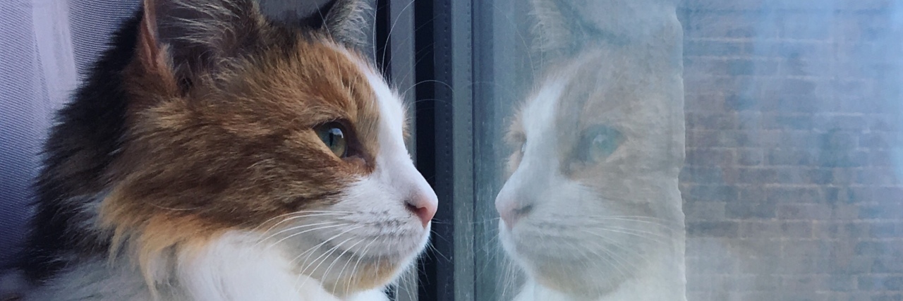 Working From Home Because of a Disability Ruthy's cat looking out a window.
