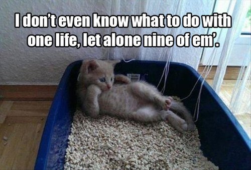 meme image: cat laying down in litter box. meme text: I don't even know what to do with one life, let alone nine of em'