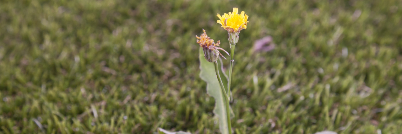 Congestive Heart Failure Warning Signs and Symptoms A weed growing on a lawn.