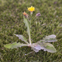 A weed growing on a lawn.