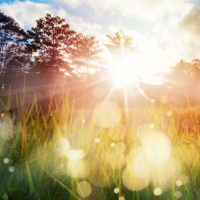 Summer in a field.
