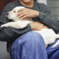 Boy with Labrador puppy.