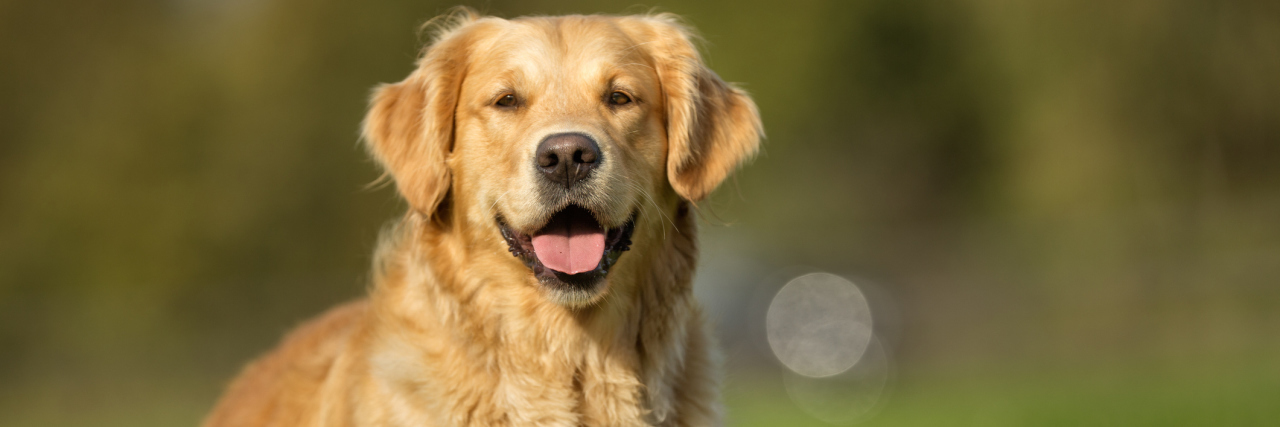 How a ‘Fluffy Catalyst’ Impacted My Daughter’s OCD