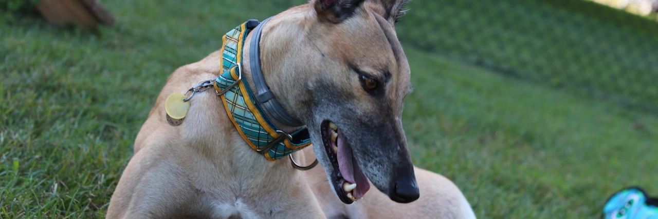 What I Wish You Knew About My Emotional Support Dog A dog