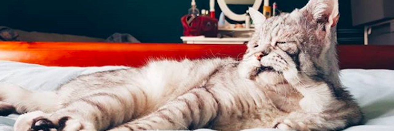 Toby the Cat With Ehlers-Danlos Syndrome Finds Forever Home Toby, the cat with EDS