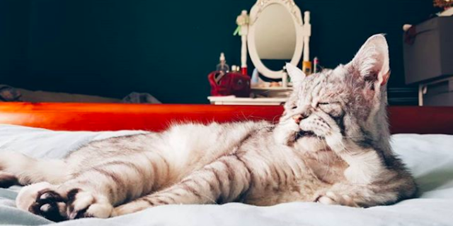Toby, the cat with EDS