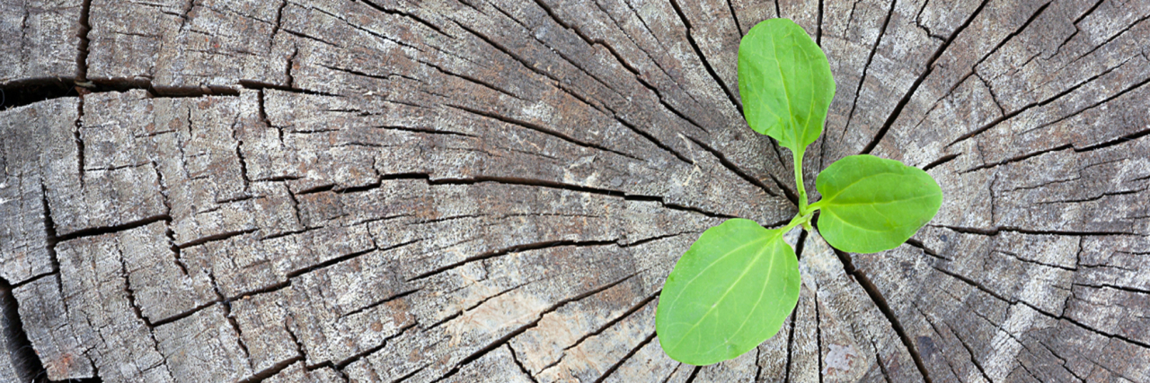 Schizophrenia and Supportive Therapy: Is There Hope? sprout in tree trunk